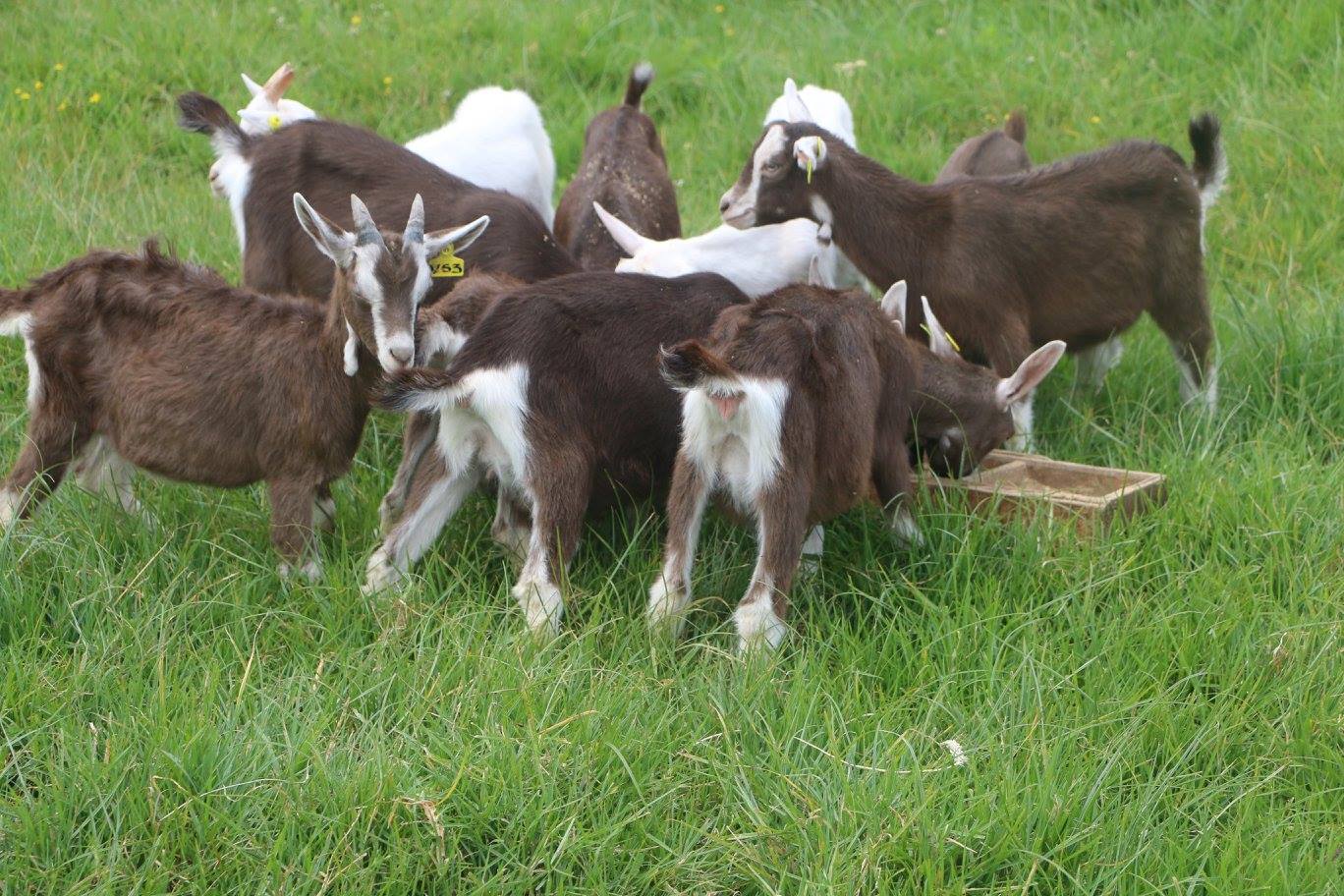Adoption of Artificial Insemination and Genomics Selection would Optimize Response to Selection in Dairy Goat Breeding Programmes 