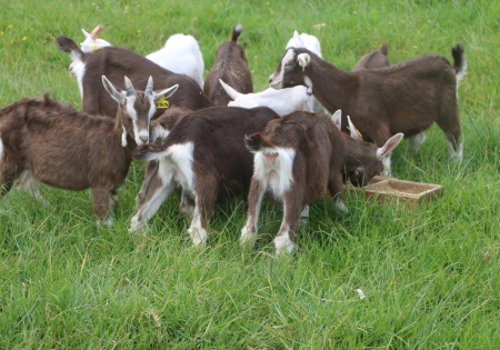 Adoption of Artificial Insemination and Genomics Selection would Optimize Response to Selection in Dairy Goat Breeding Programmes 