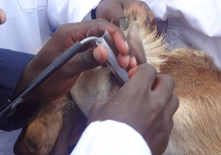A Short-term or A long-term Oestrous Synchronization Protocol in Dairy Goats Breeding?