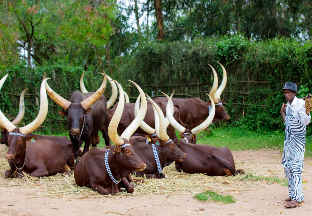 CoELIB Champions a New Era for Livestock Development in Africa